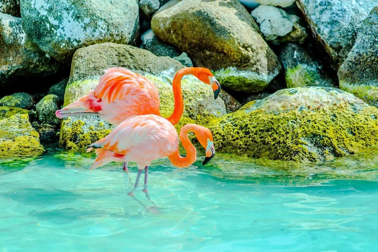 The Palm Leaf Apartments Noord 4*,  Aruba